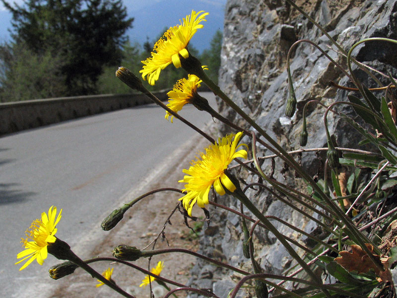 Leontodon tenuiflorus / Dente di leone insubrico.